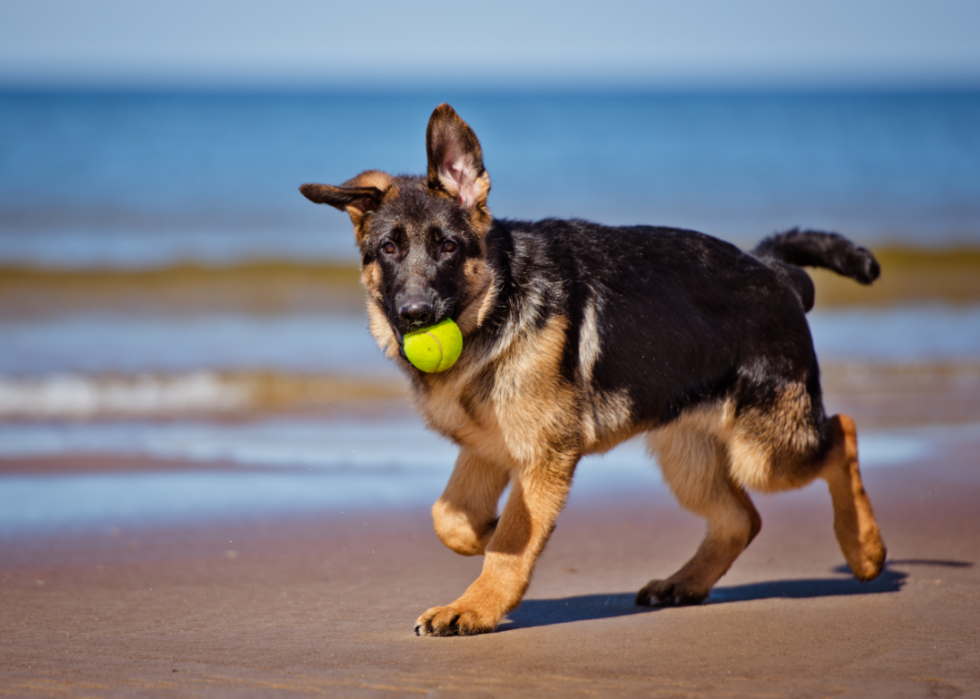 Les races de chiens de grande taille les plus populaires 