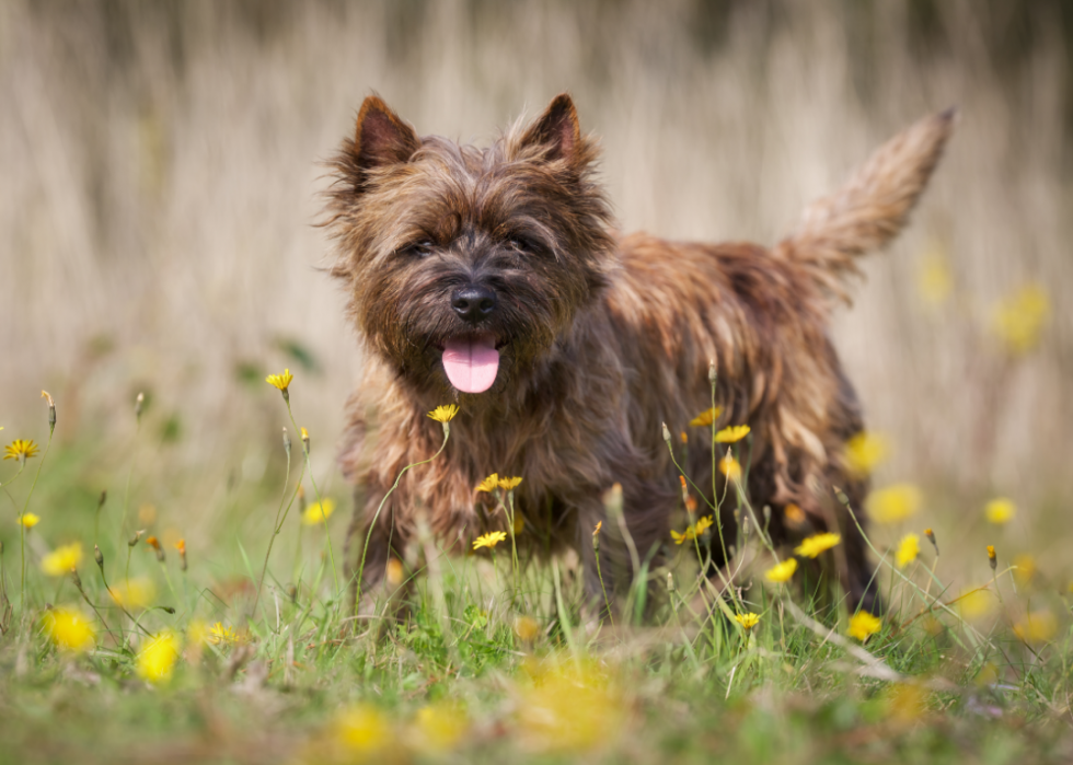 Races de petits chiens les plus populaires 