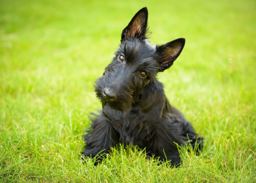 Races de petits chiens les plus populaires 