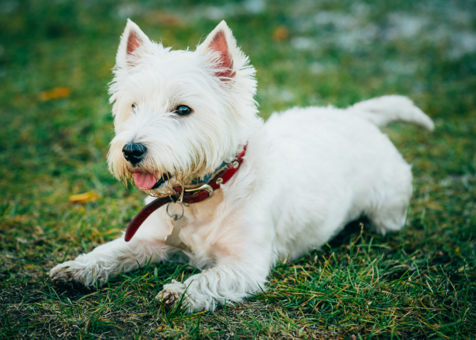 Races de petits chiens les plus populaires 