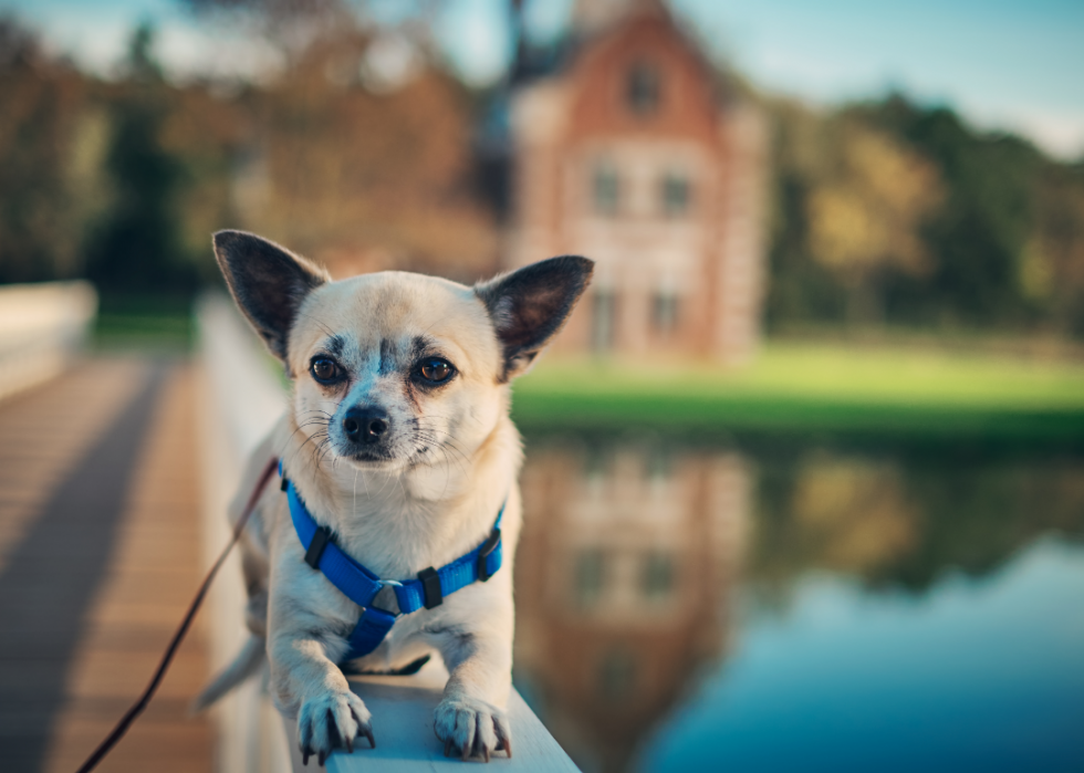 Races de petits chiens les plus populaires 