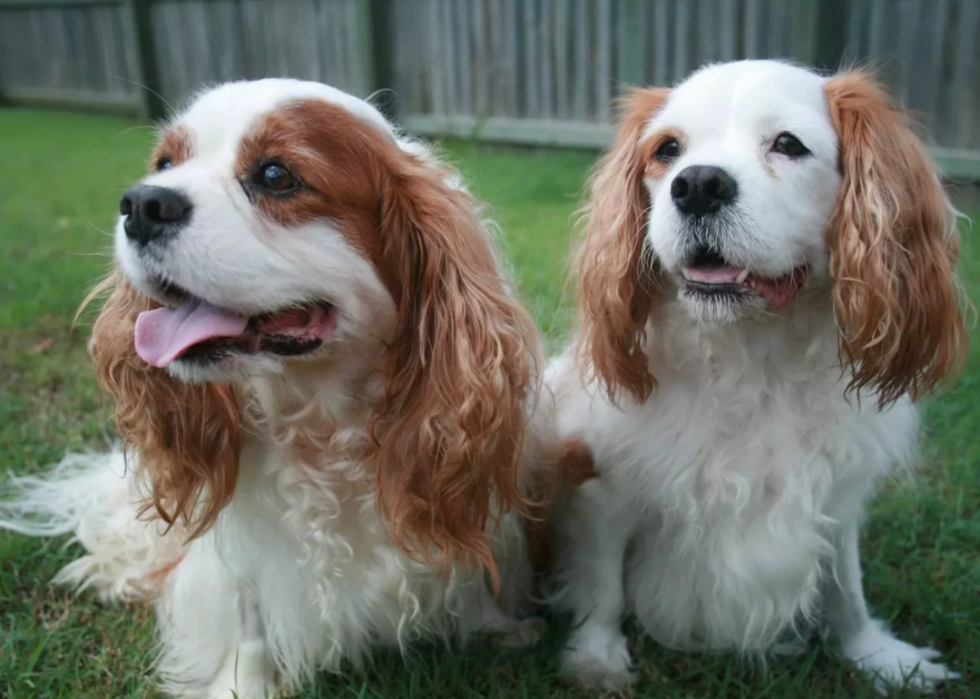 Races de petits chiens les plus populaires 