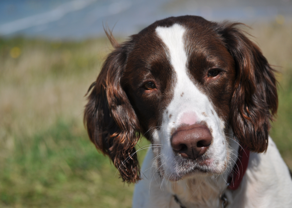 Grandes races de chiens pour les seniors 