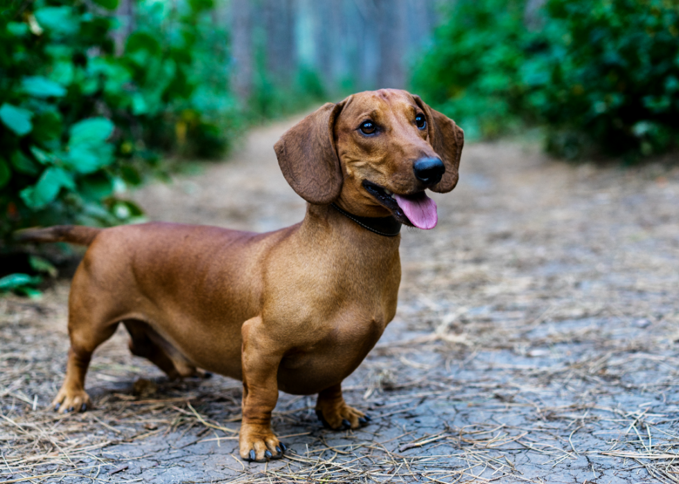 Grandes races de chiens pour les seniors 