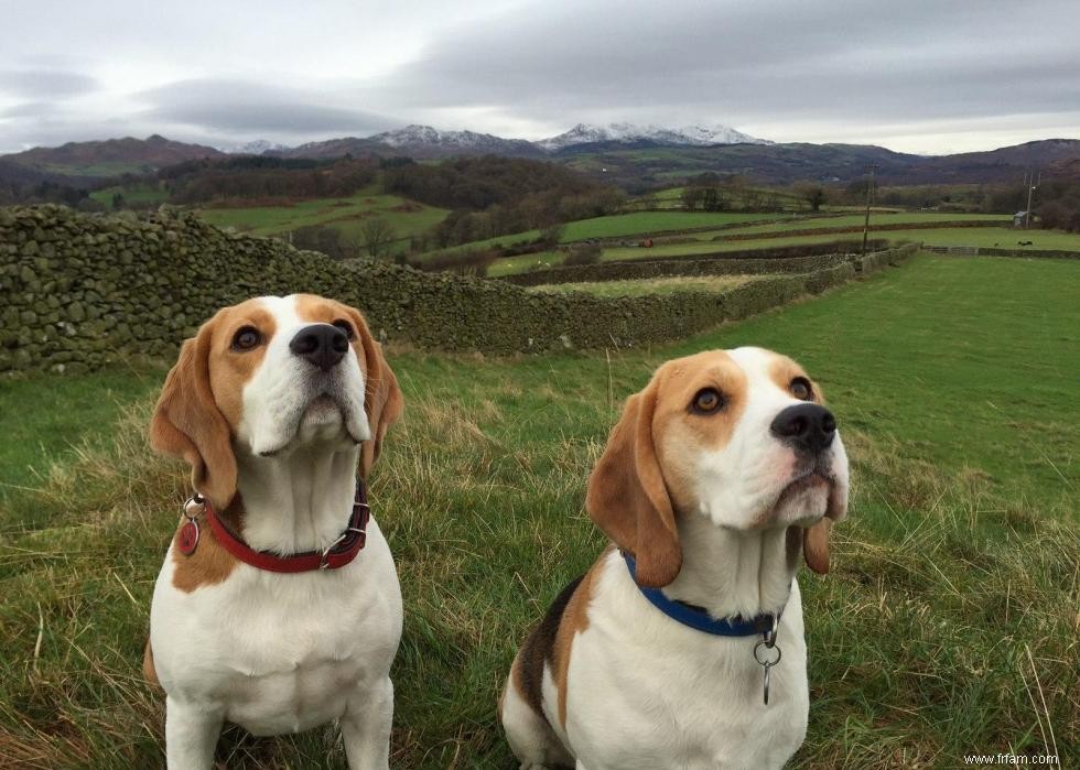 Grandes races de chiens pour les seniors 