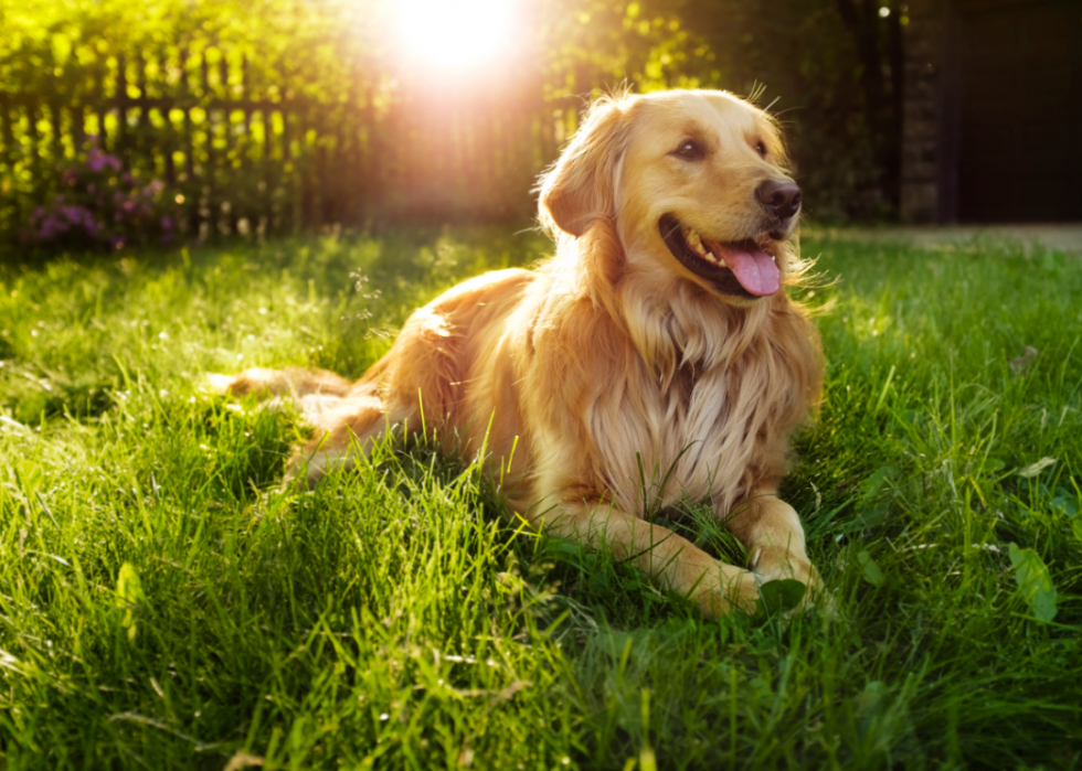 Grandes races de chiens pour les seniors 