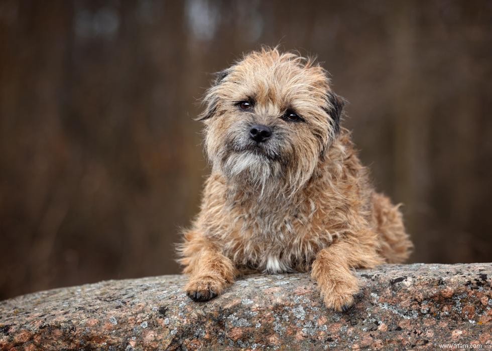 Les races de chiens les plus populaires qui conviennent aux enfants 