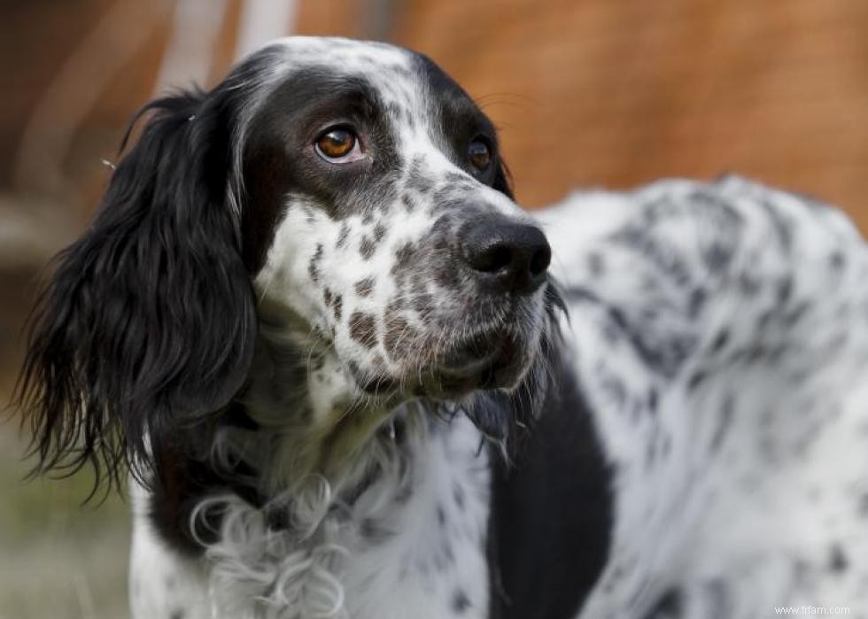 Les races de chiens les plus populaires qui conviennent aux enfants 