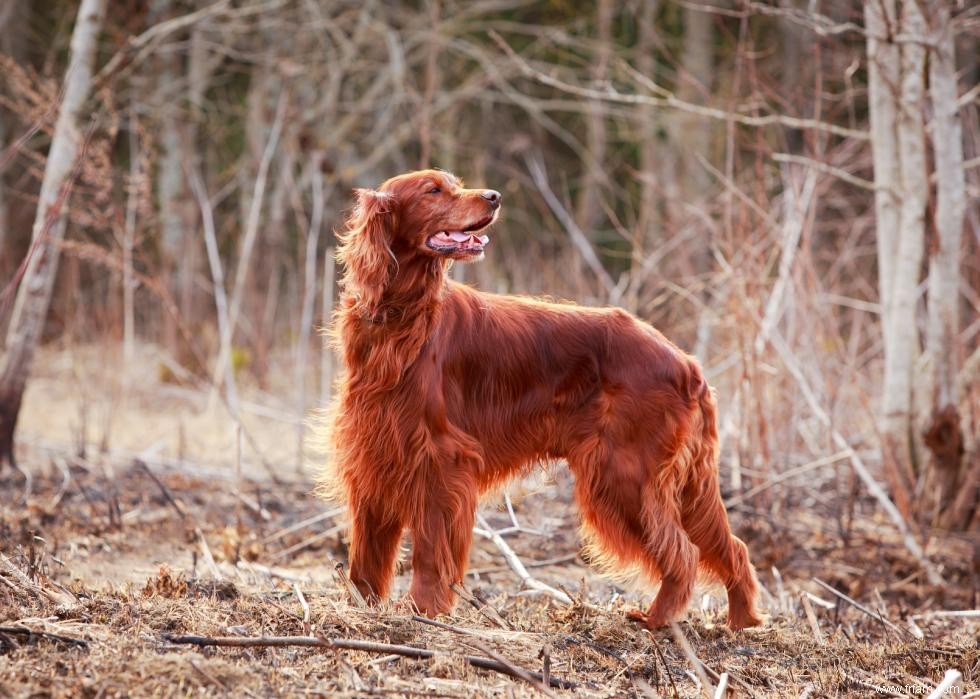 Les races de chiens les plus populaires qui conviennent aux enfants 