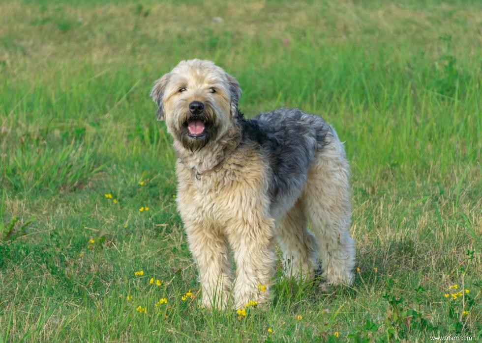 Les races de chiens les plus populaires qui conviennent aux enfants 