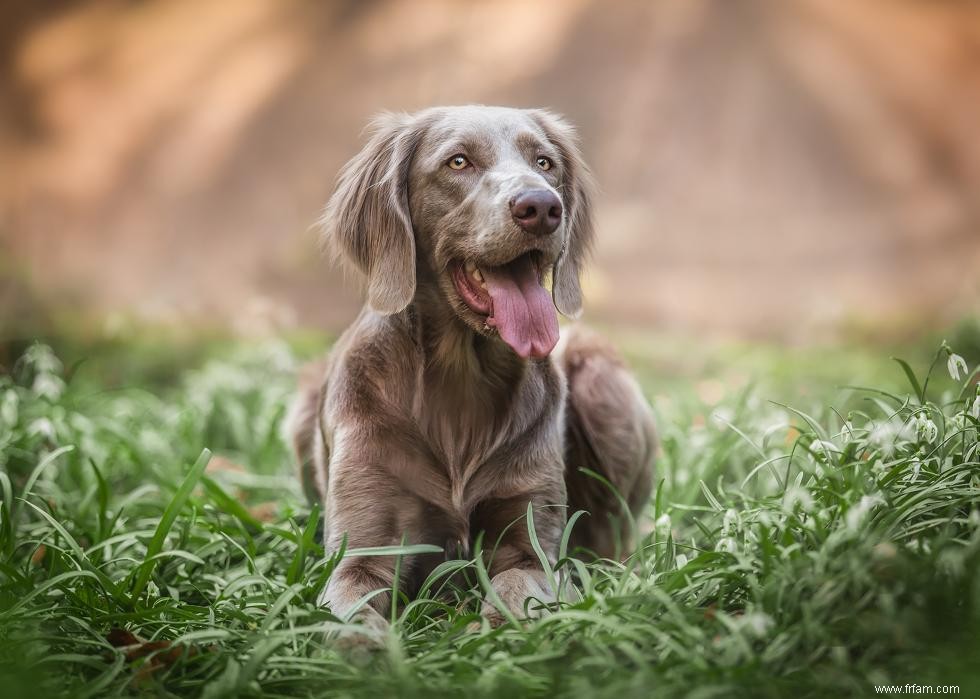 Les races de chiens les plus populaires qui conviennent aux enfants 