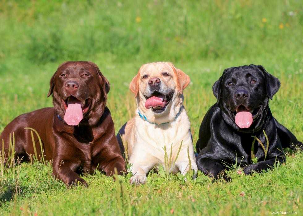 Les races de chiens les plus populaires qui conviennent aux enfants 