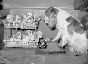 Photos vintage des races de chiens les plus populaires d Amérique 