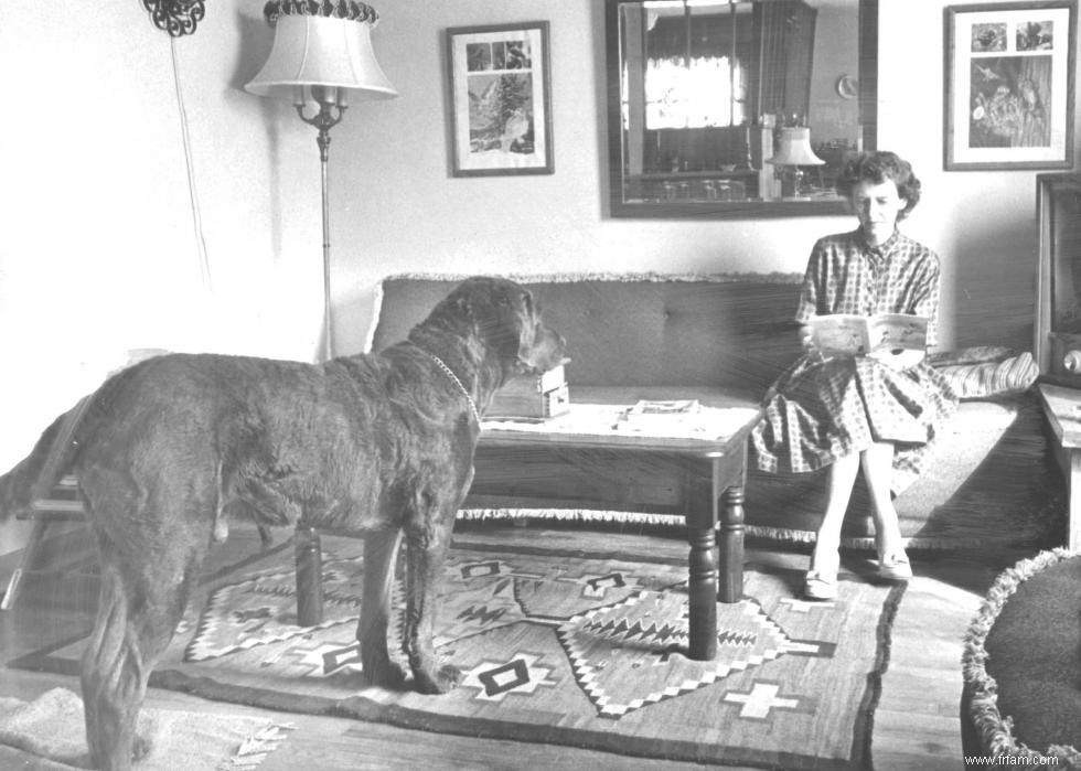 Photos vintage des races de chiens les plus populaires d Amérique 