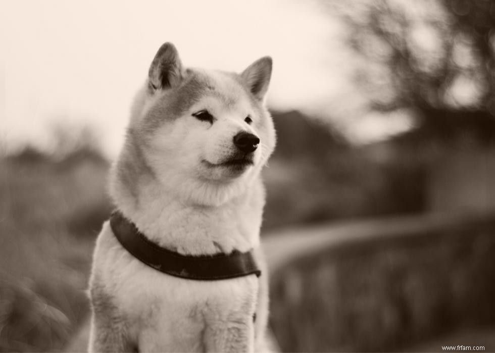 Photos vintage des races de chiens les plus populaires d Amérique 