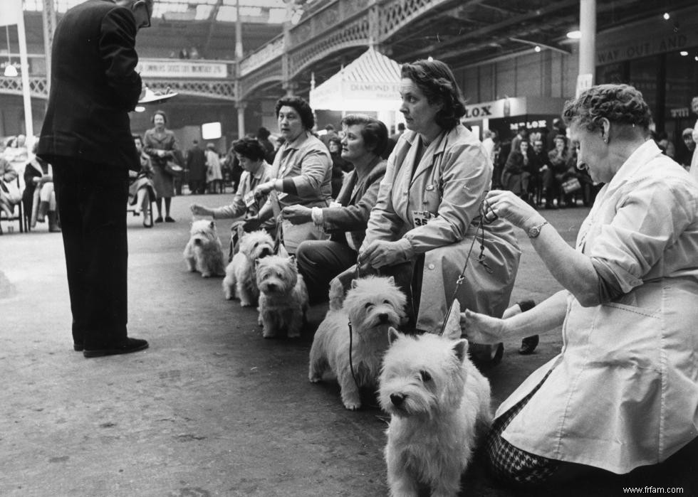 Photos vintage des races de chiens les plus populaires d Amérique 