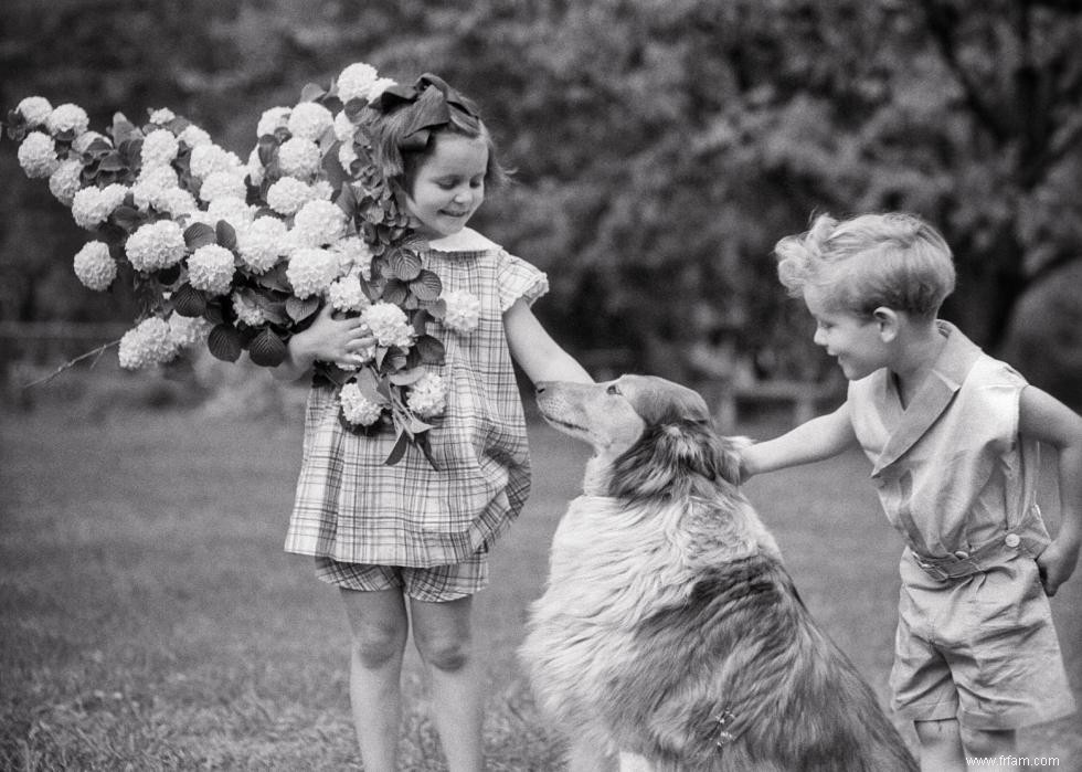 Photos vintage des races de chiens les plus populaires d Amérique 