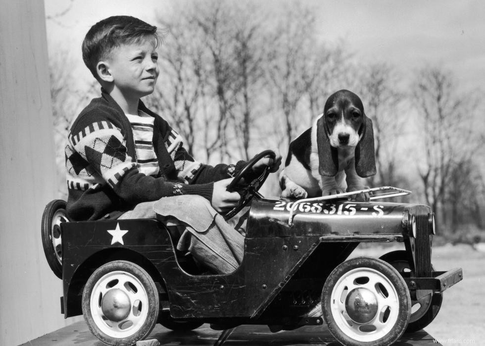 Photos vintage des races de chiens les plus populaires d Amérique 