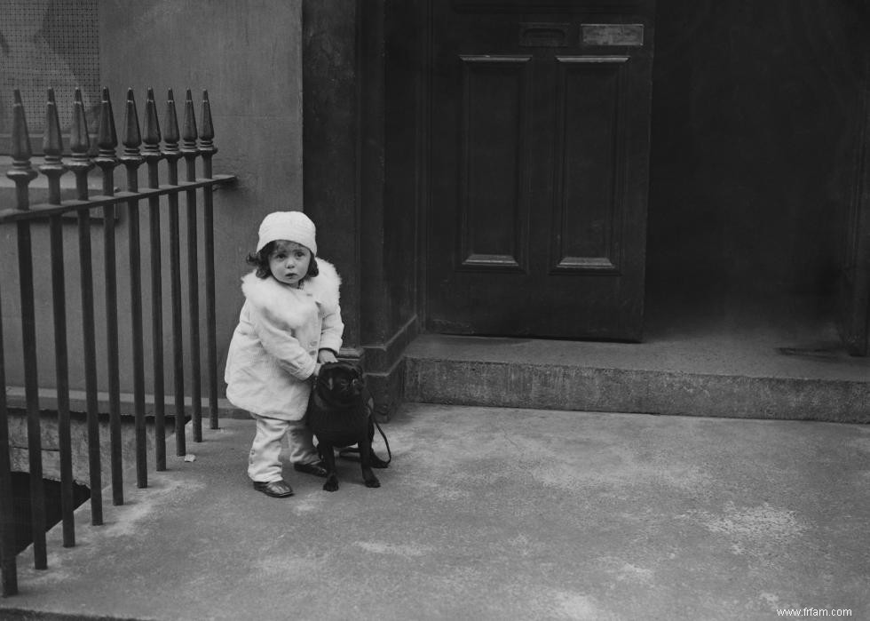 Photos vintage des races de chiens les plus populaires d Amérique 