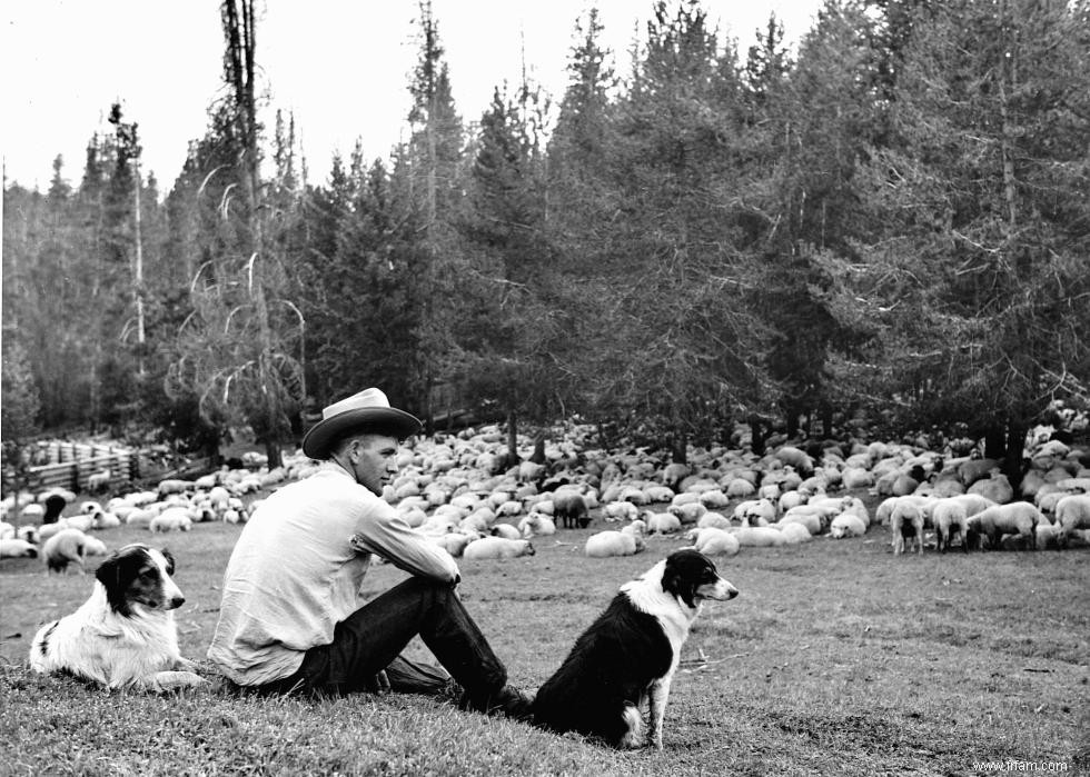 Photos vintage des races de chiens les plus populaires d Amérique 