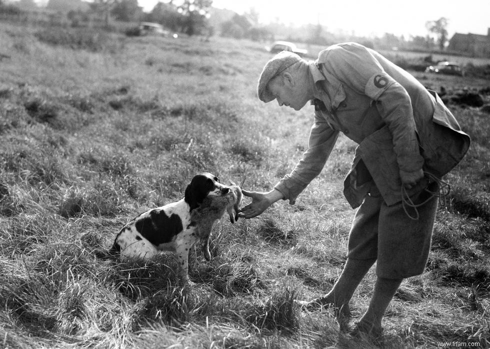 Photos vintage des races de chiens les plus populaires d Amérique 