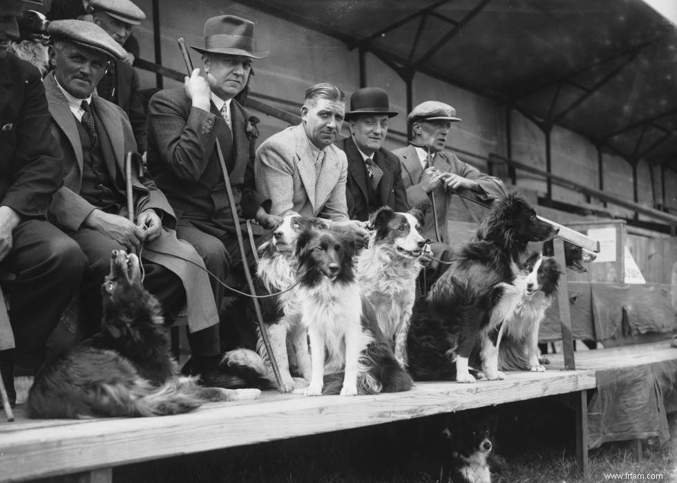 Photos vintage des races de chiens les plus populaires d Amérique 