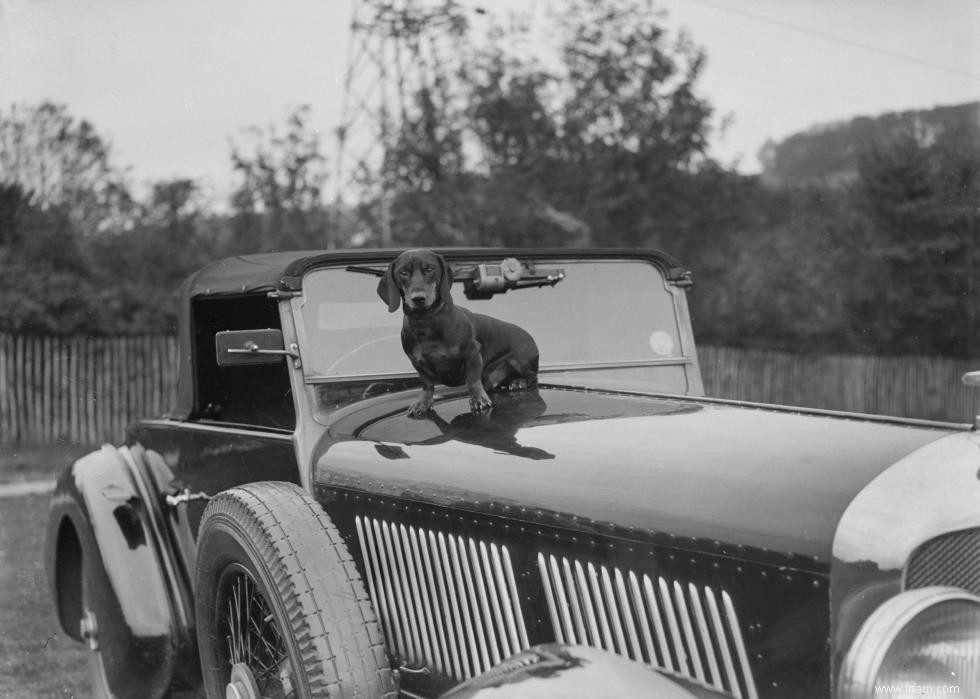 Photos vintage des races de chiens les plus populaires d Amérique 