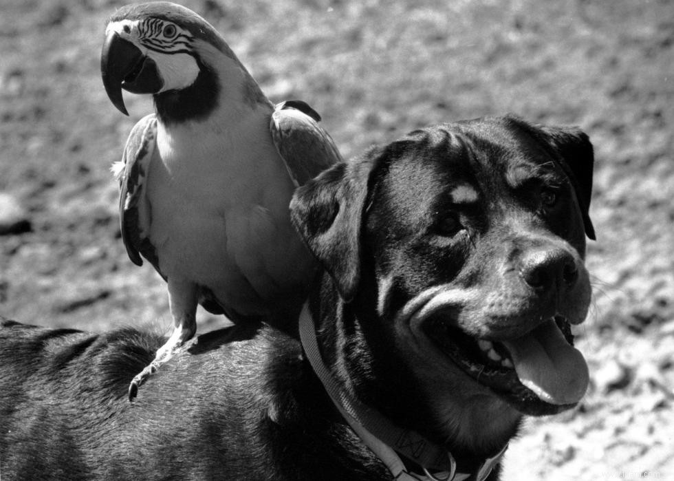 Photos vintage des races de chiens les plus populaires d Amérique 