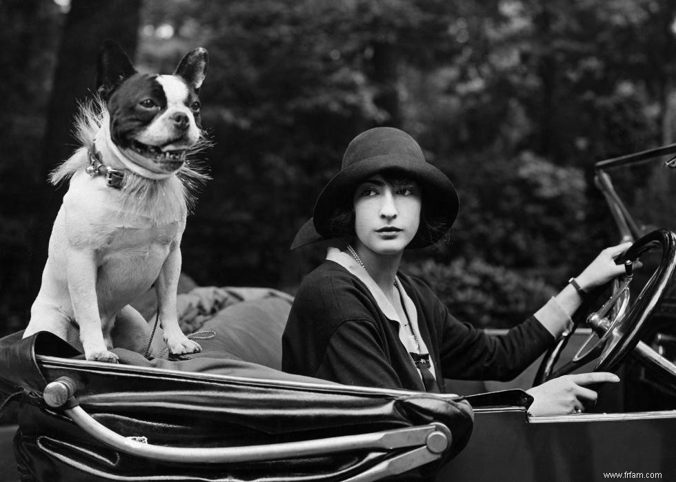 Photos vintage des races de chiens les plus populaires d Amérique 