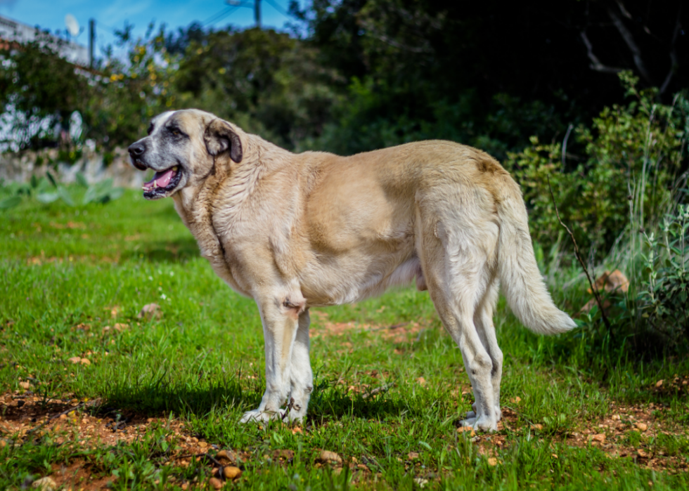 Races de chiens faciles pour les nouveaux propriétaires 