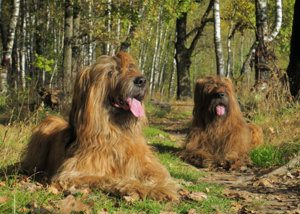 Races de chiens faciles pour les nouveaux propriétaires 