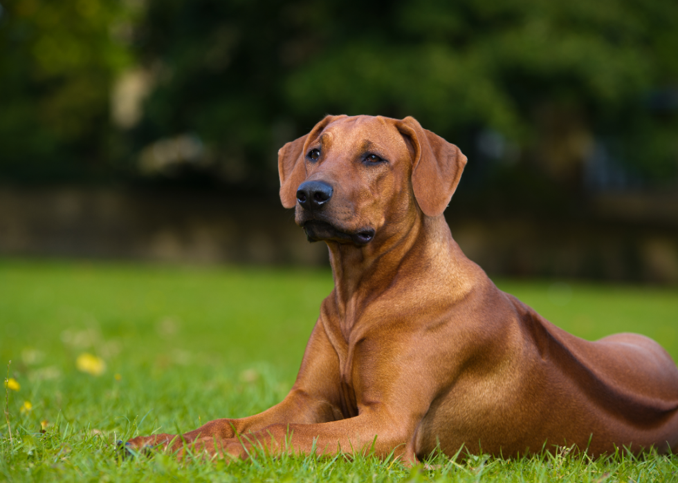 Races de chiens faciles pour les nouveaux propriétaires 