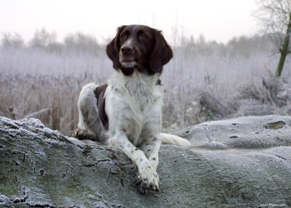 Races de chiens faciles pour les nouveaux propriétaires 