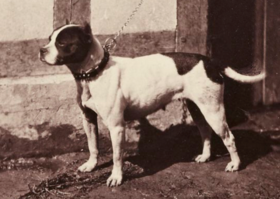 50 étapes majeures de l histoire des chiens 