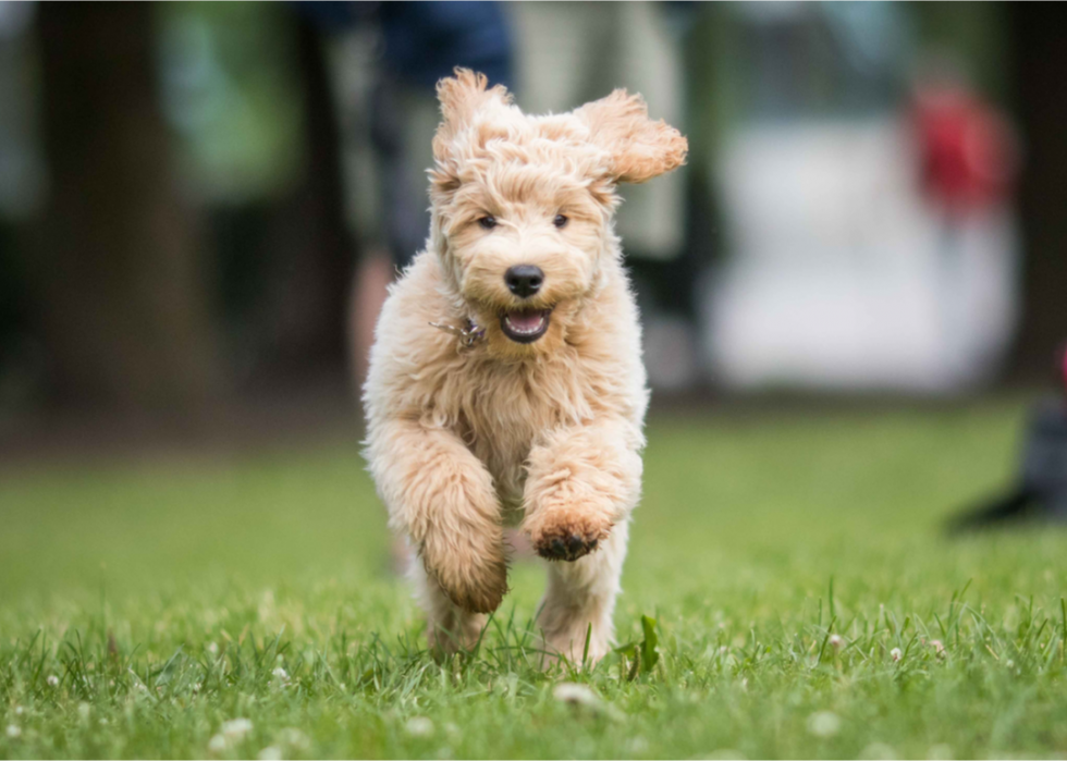 50 étapes majeures de l histoire des chiens 