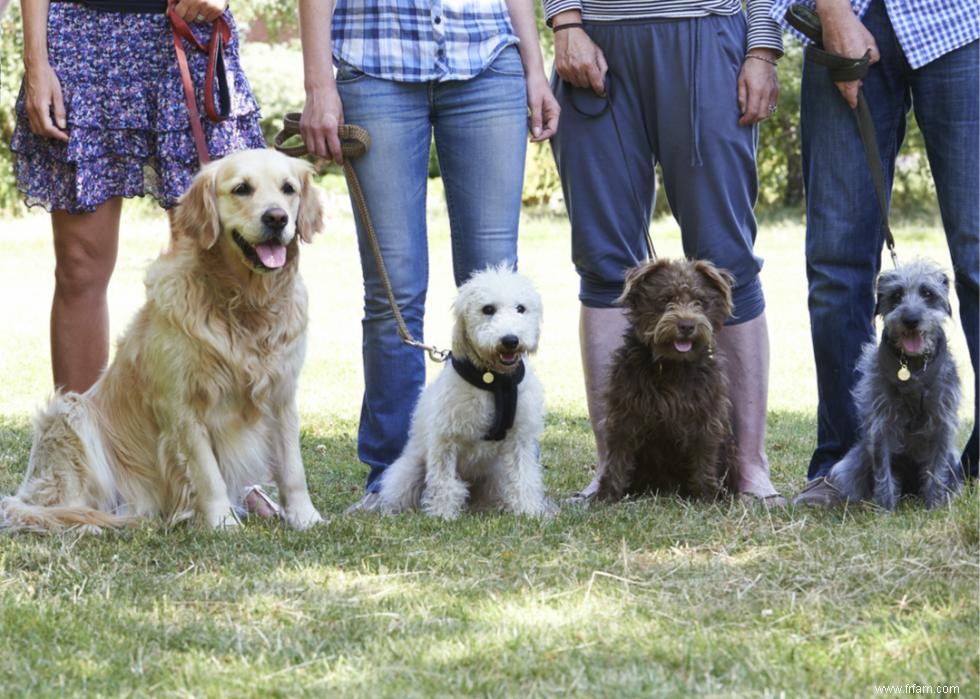 Combien coûte la possession d un chien ? 