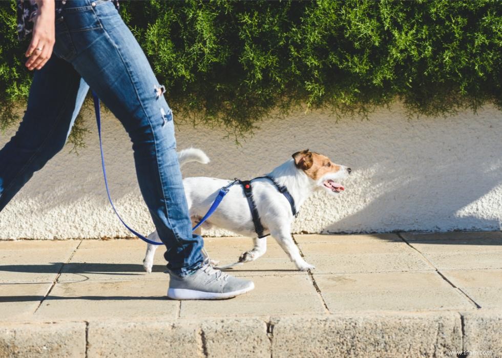 Combien coûte la possession d un chien ? 