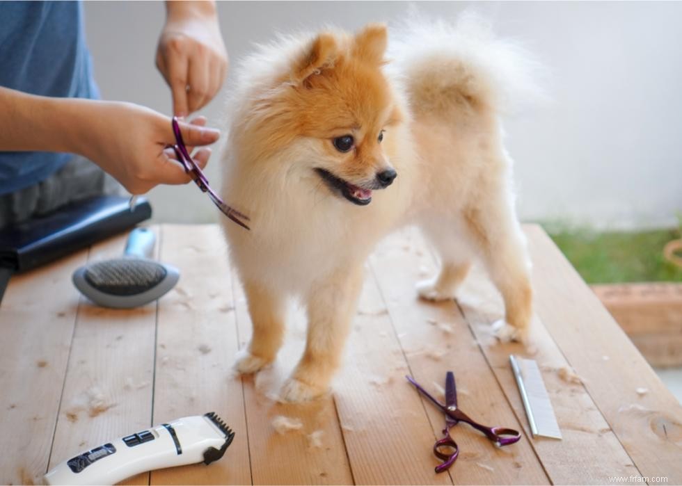 Combien coûte la possession d un chien ? 