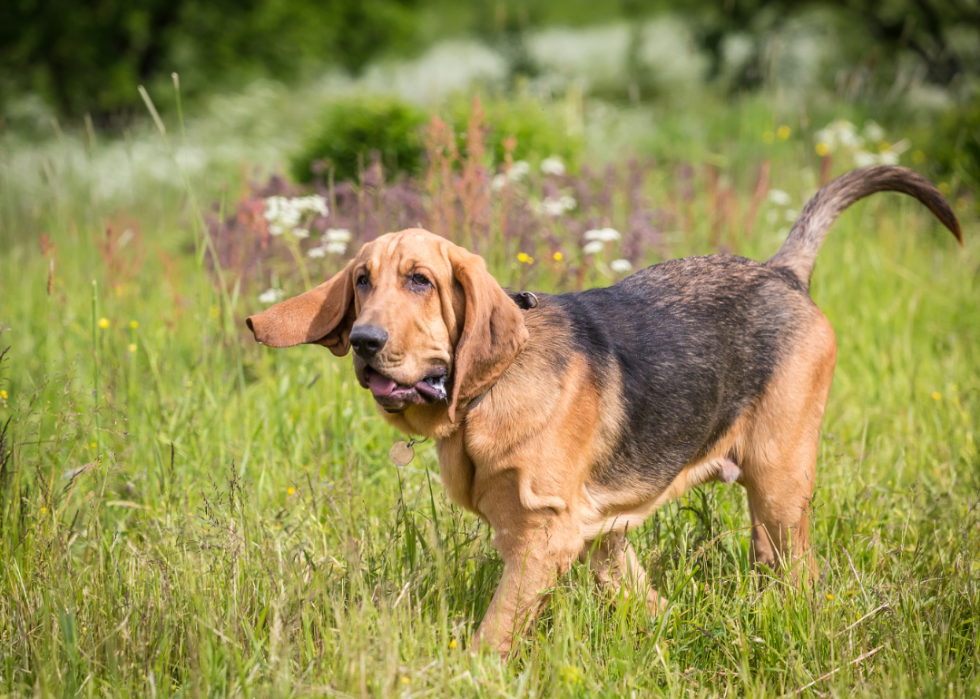 Pouvez-vous répondre à ces vraies questions « Jeopardy ! » sur les chiens ? 