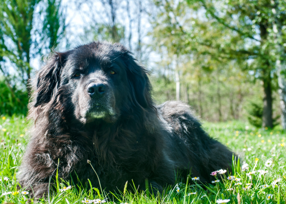 Pouvez-vous répondre à ces vraies questions « Jeopardy ! » sur les chiens ? 