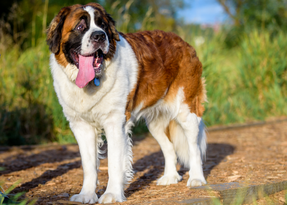 Pouvez-vous répondre à ces vraies questions « Jeopardy ! » sur les chiens ? 