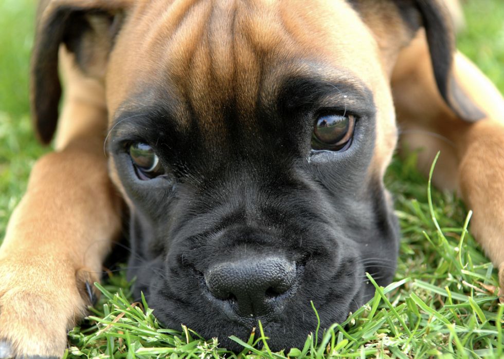 Pouvez-vous répondre à ces vraies questions « Jeopardy ! » sur les chiens ? 