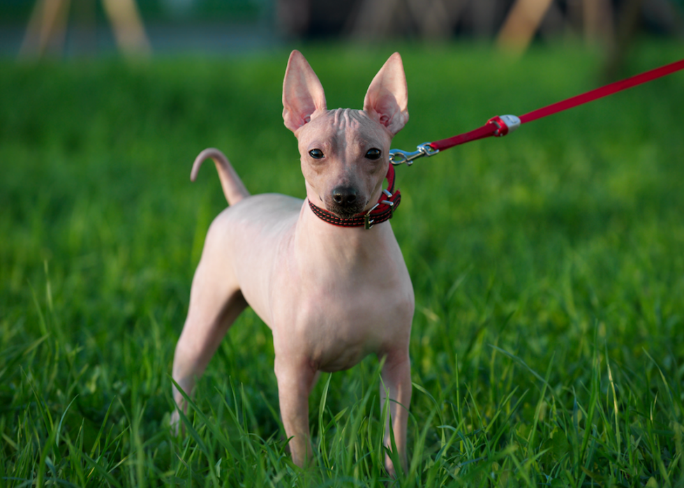 Chiens domestiques les plus populaires 