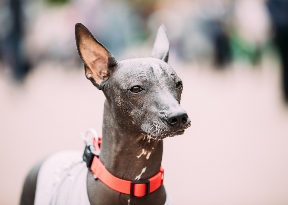 Chiens domestiques les plus populaires 