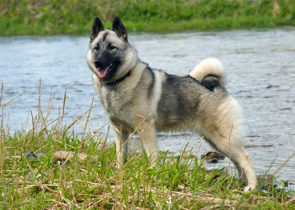 Chiens domestiques les plus populaires 