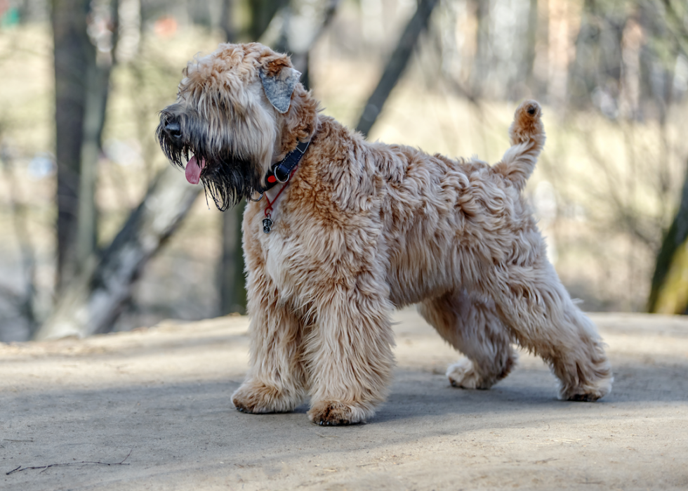 Chiens domestiques les plus populaires 