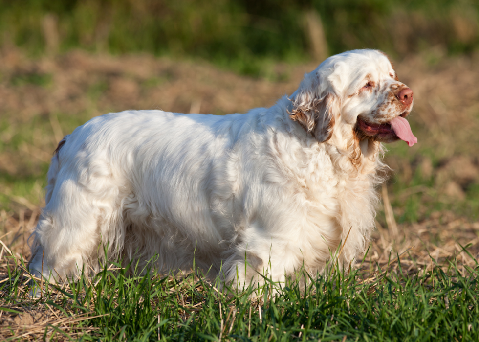 Classement des 63 races de chiens les plus intelligents 