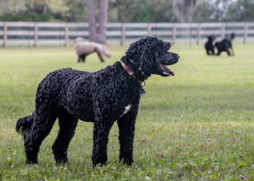 Classement des 63 races de chiens les plus intelligents 