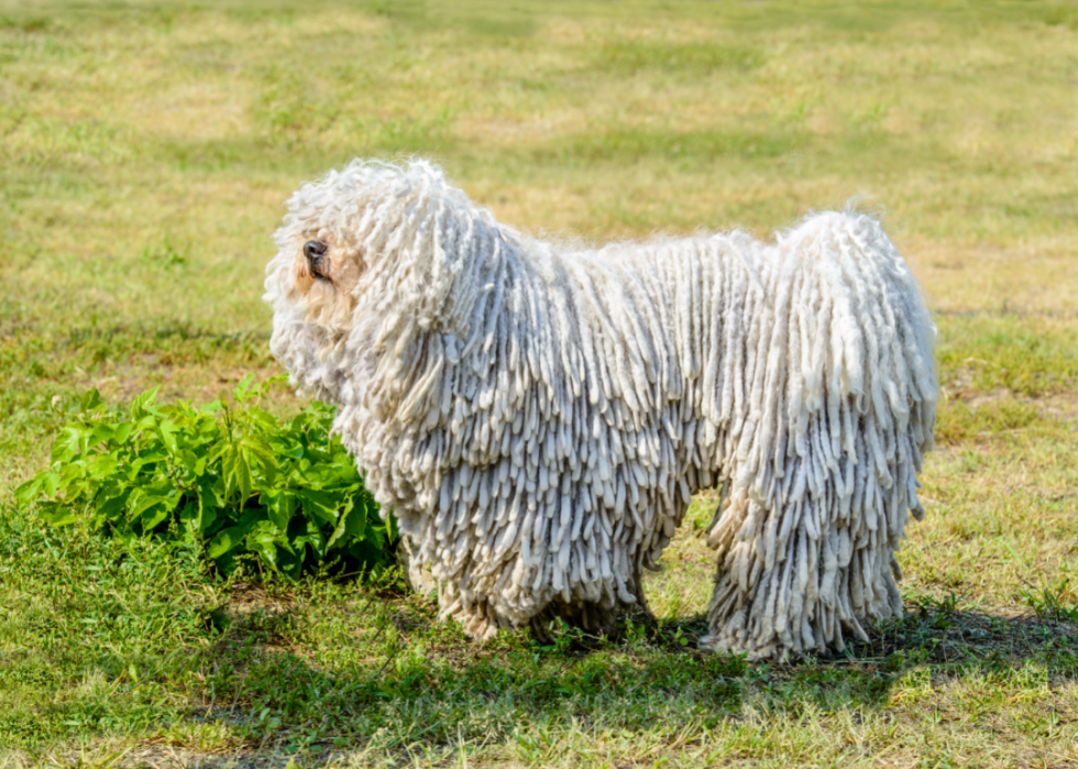 Classement des 63 races de chiens les plus intelligents 