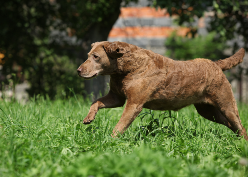 Classement des 63 races de chiens les plus intelligents 